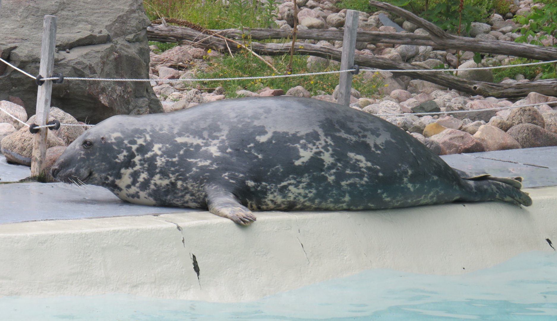 Grey seal full body shot