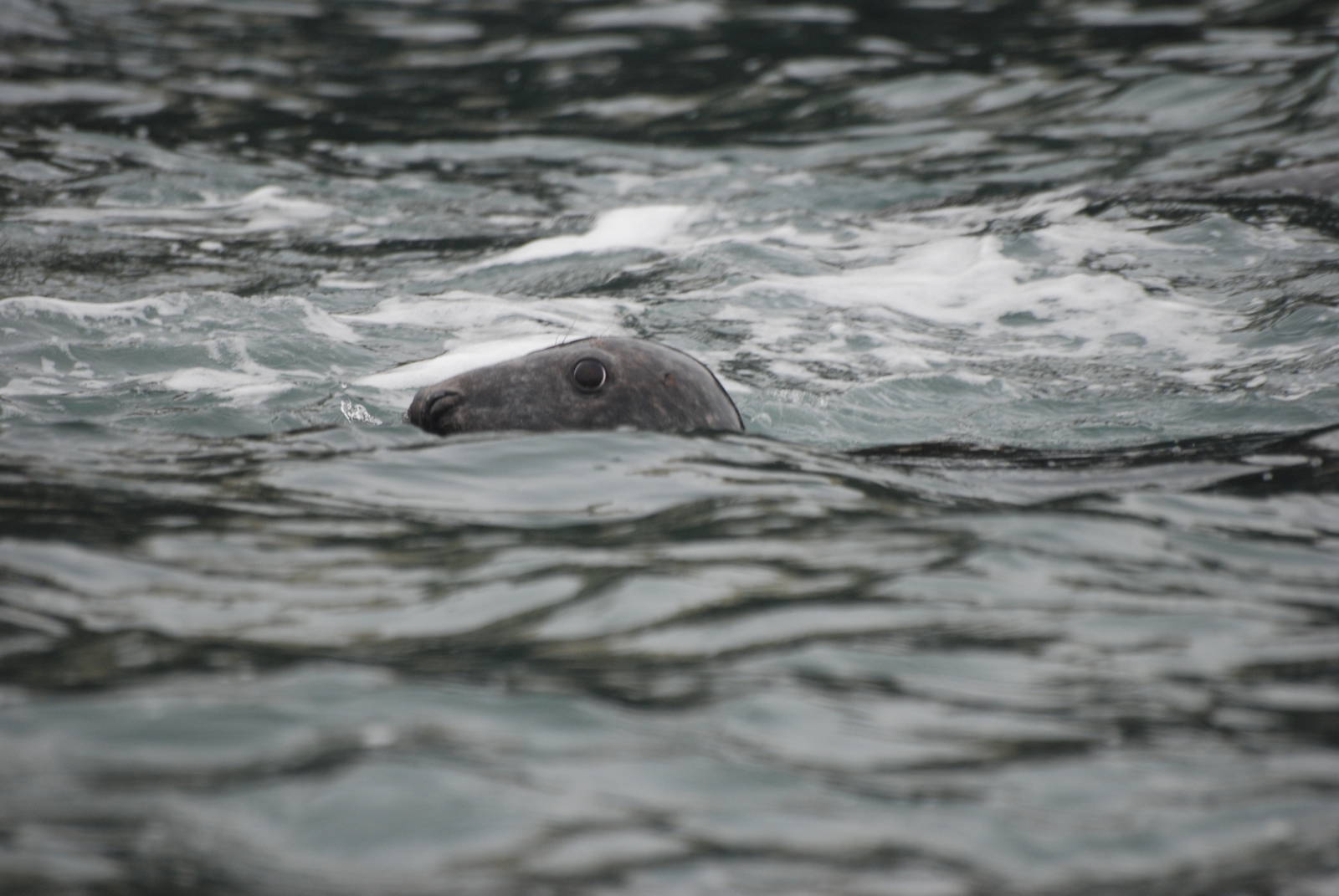 Grey Seal - Grassholm, 01/08/11