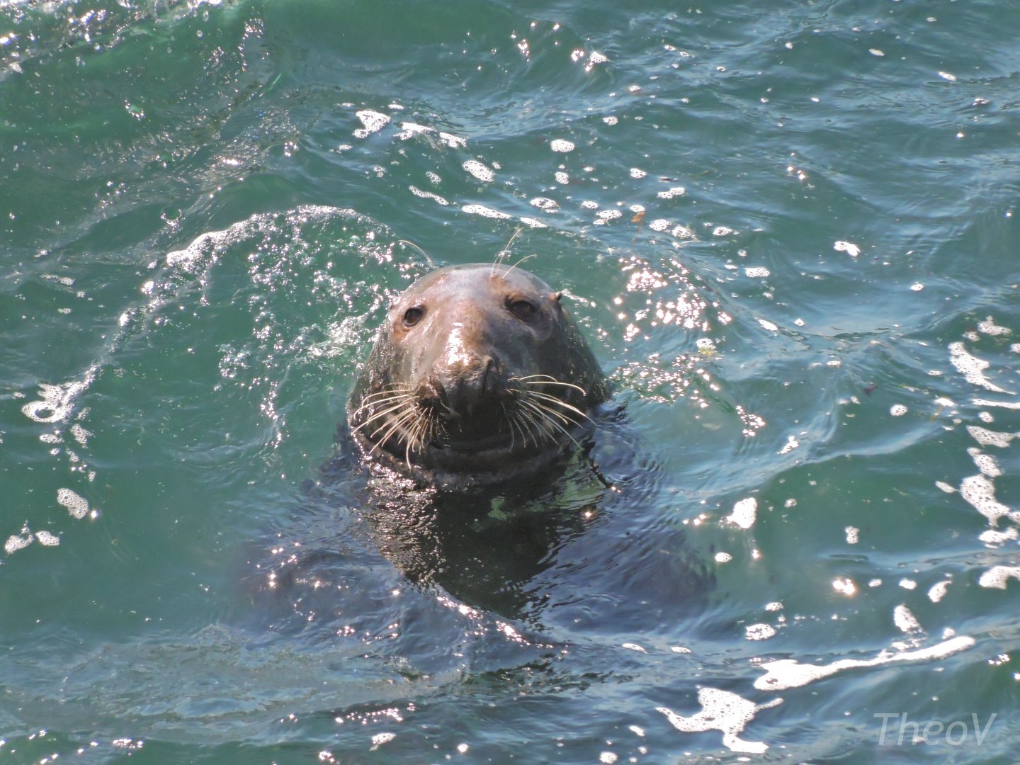 Grey seal - Great Saltee [2016]