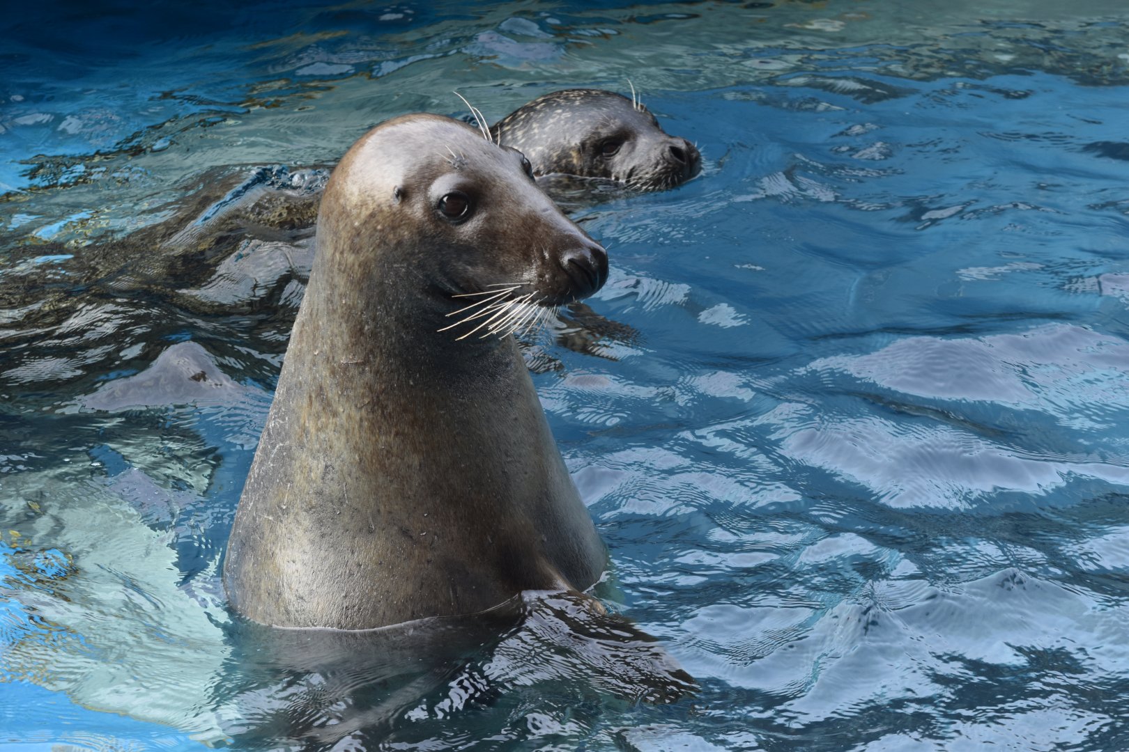 Grey seal (Halichoerus grypus) and spotted seal (Phoca largha)