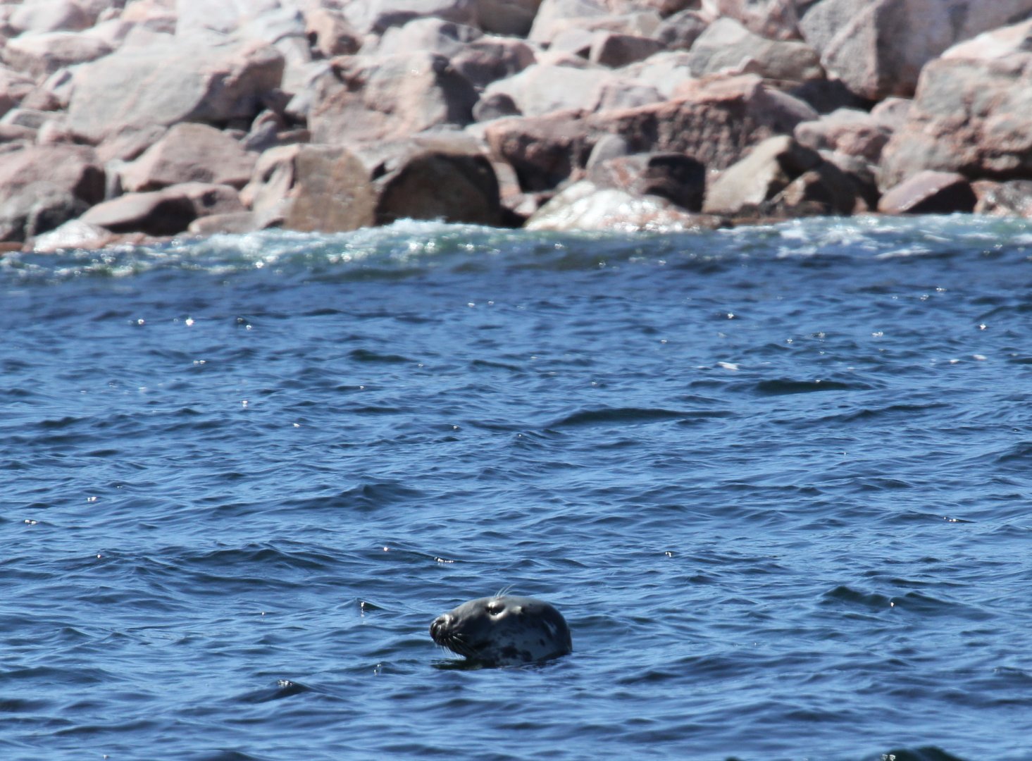 grey seal (Halichoerus grypus)