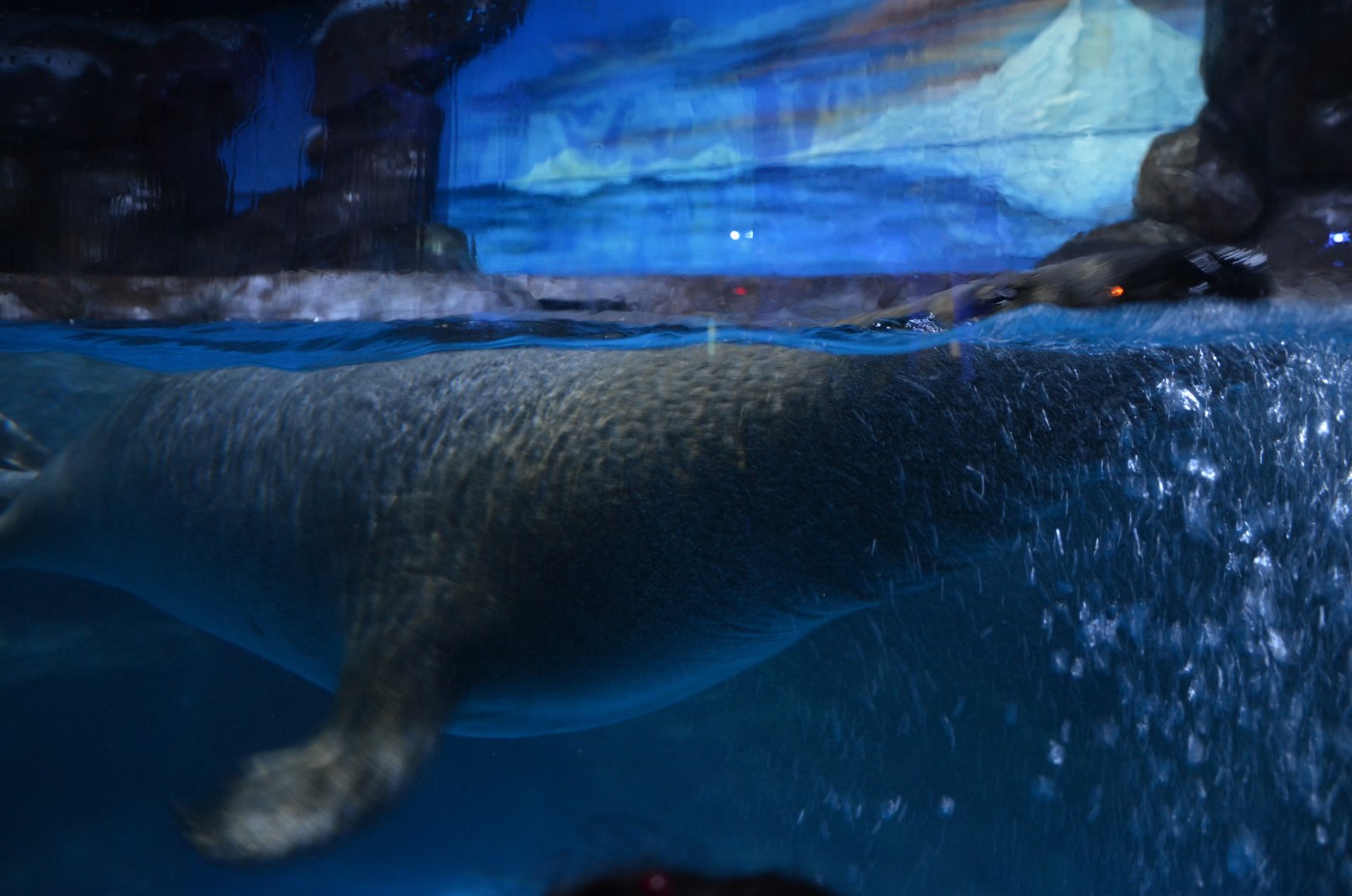 Grey seal,Halichoerus grypus