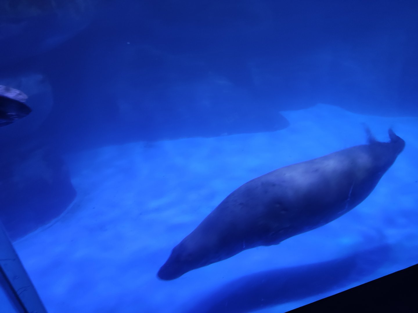 grey seal (Halichoerus grypus)