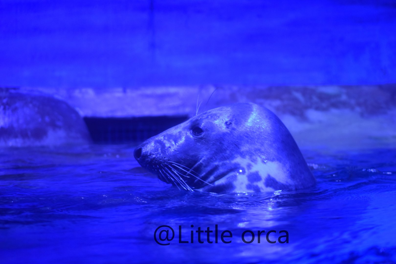 grey seal (halichoerus grypus)