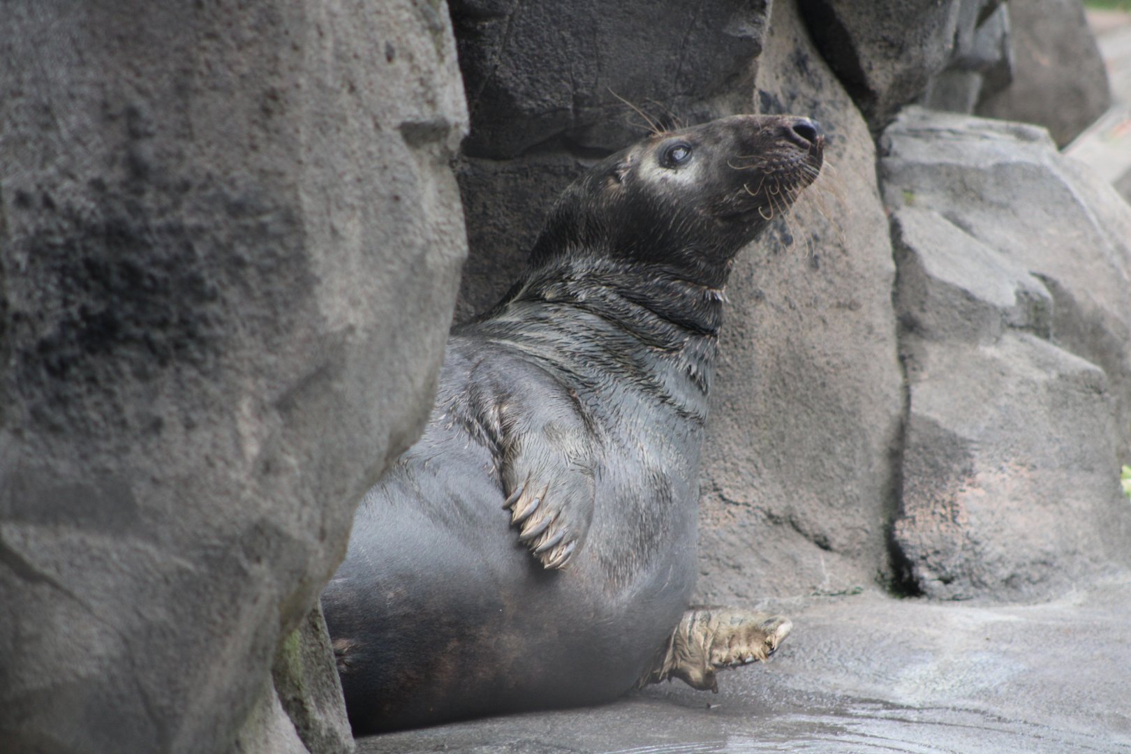 Grey Seal (Halichoerus grypus)