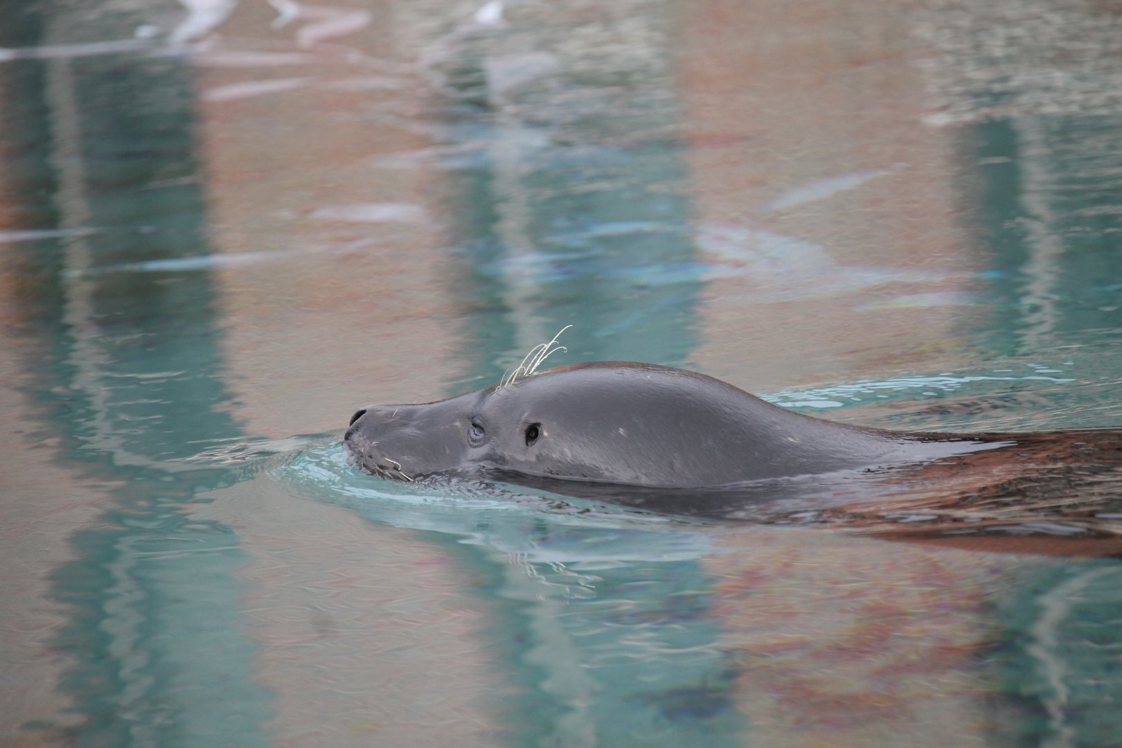 Grey Seal (Halichoerus grypus)