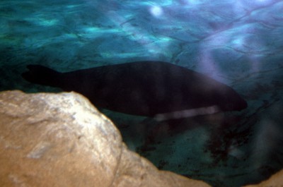 Grey Seal (Halychoerus grypus)