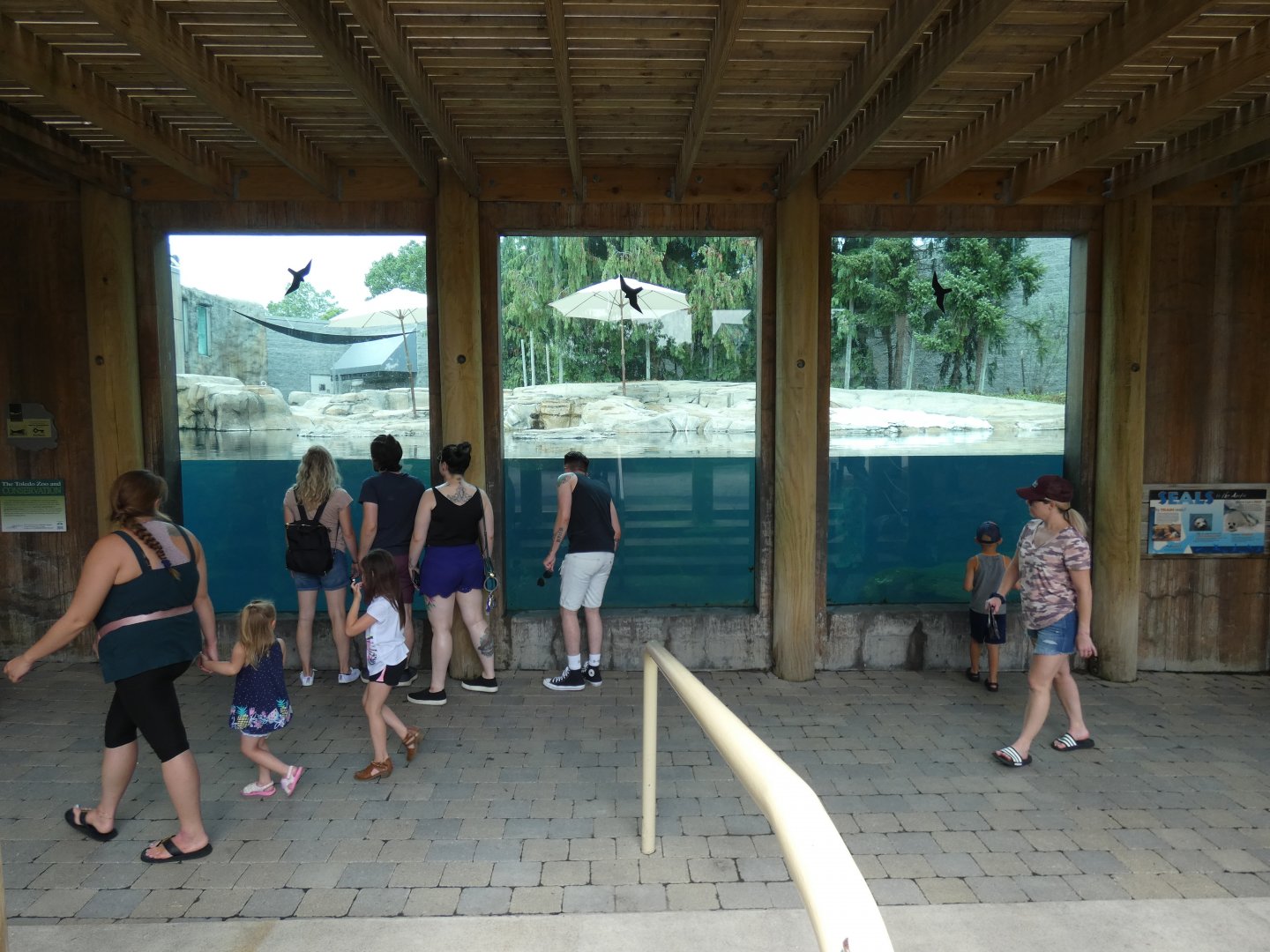 Grey Seal/Harbor Seal Exhibit, Arctic Encounter - July 2021