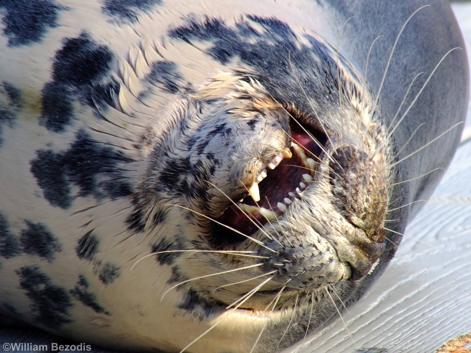 Grey Seal - Hel Fokarium