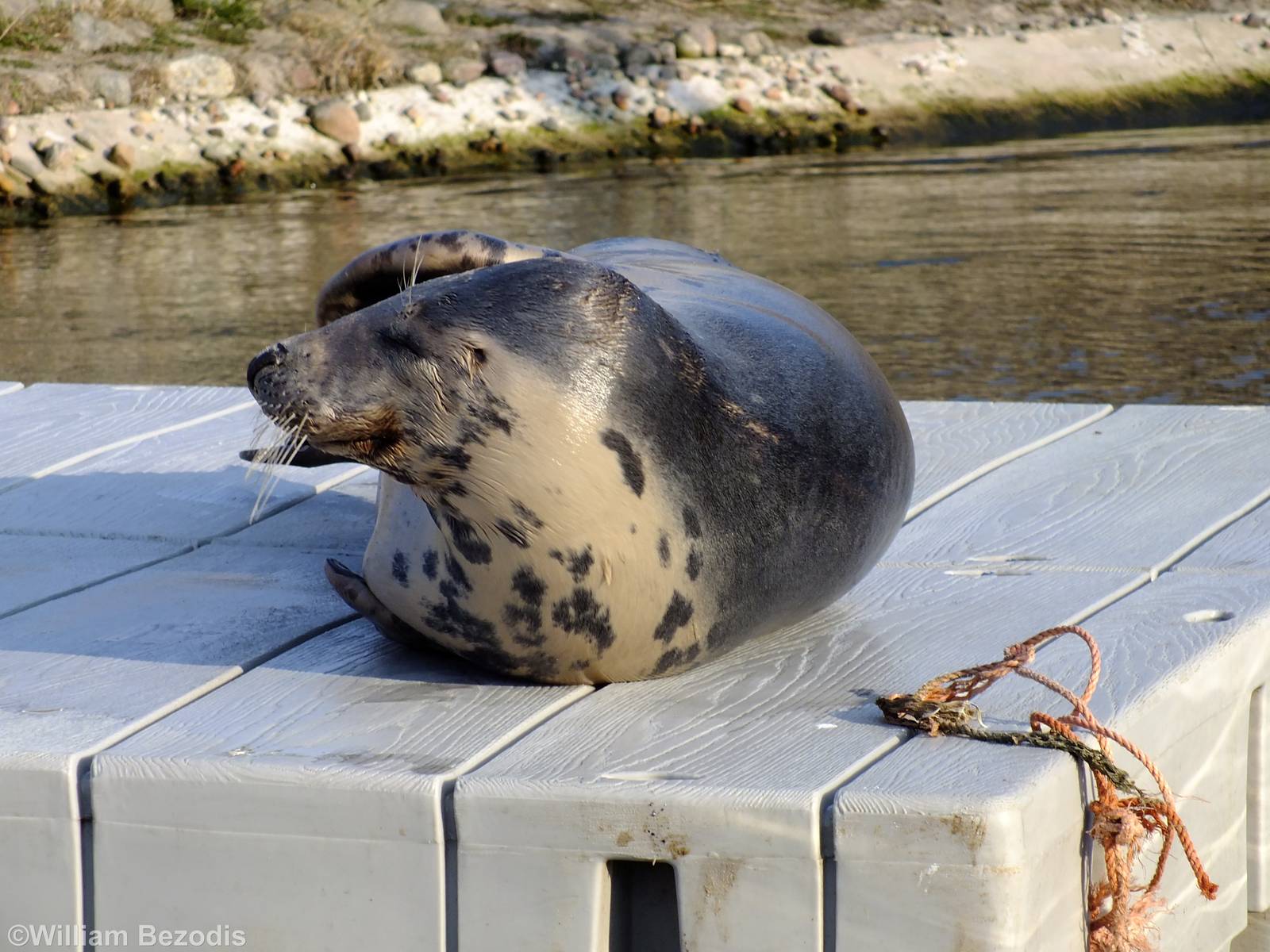 Grey Seal - Hel Fokarium