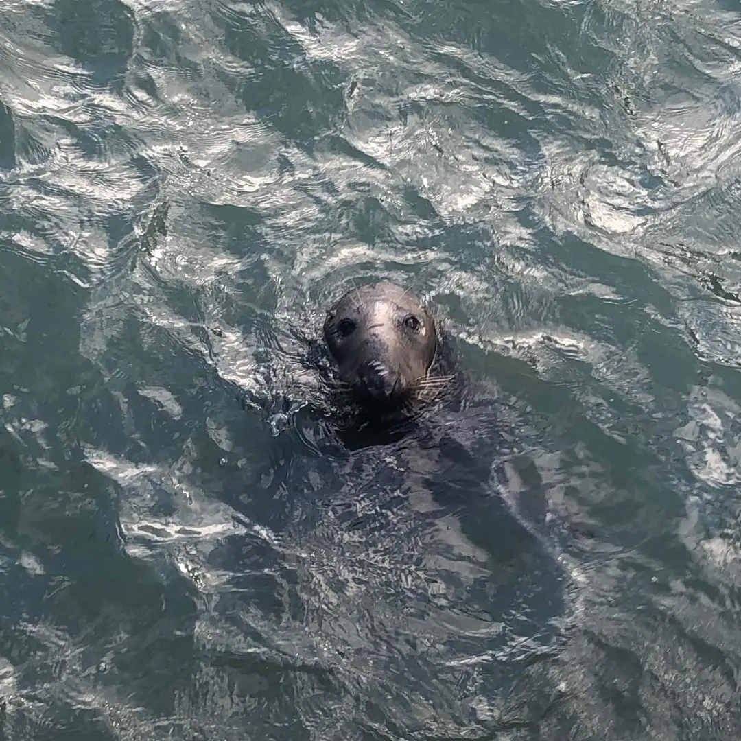 Grey seal, Howth Peninsula