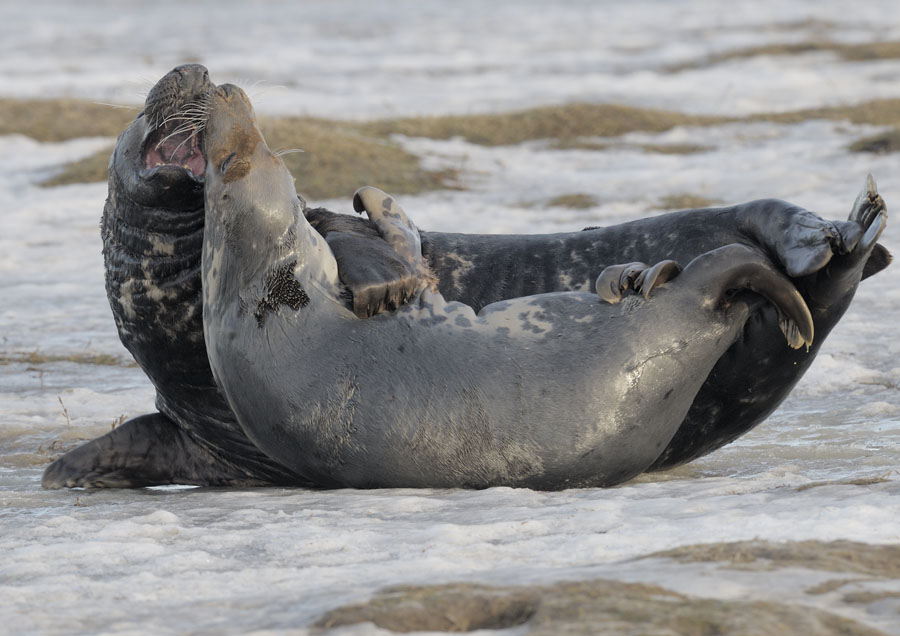 Grey seal mating