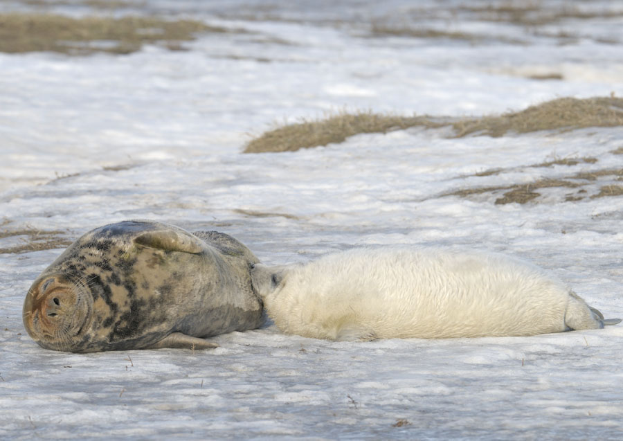 Grey seal nursing