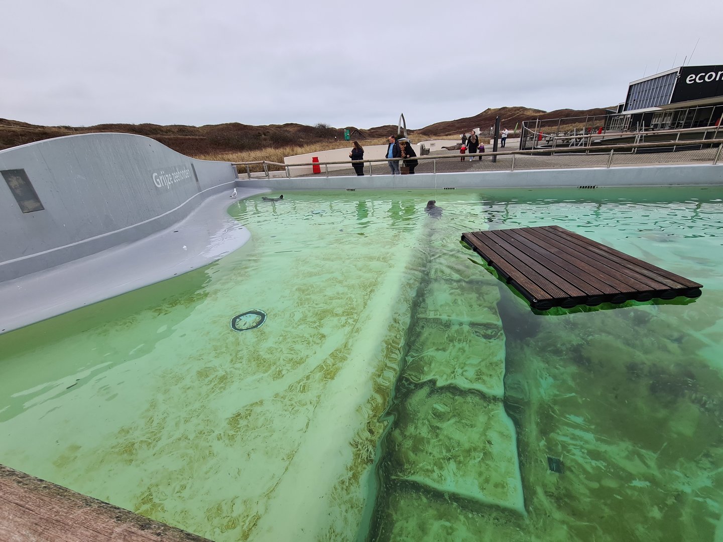 Grey seal permanent enclosure