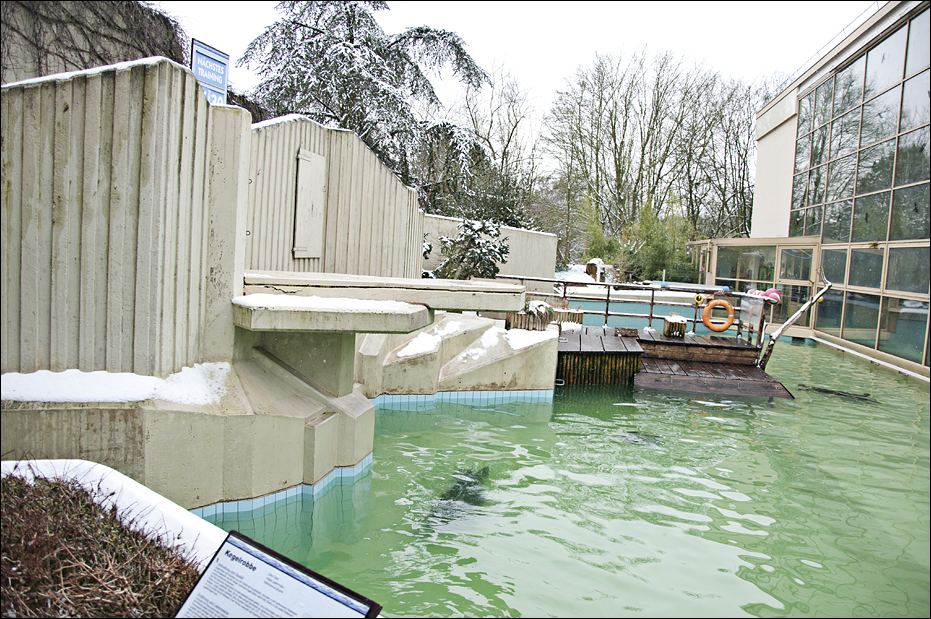 Grey seal pool at Münster