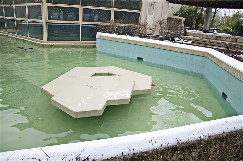 Grey seal pool at Münster