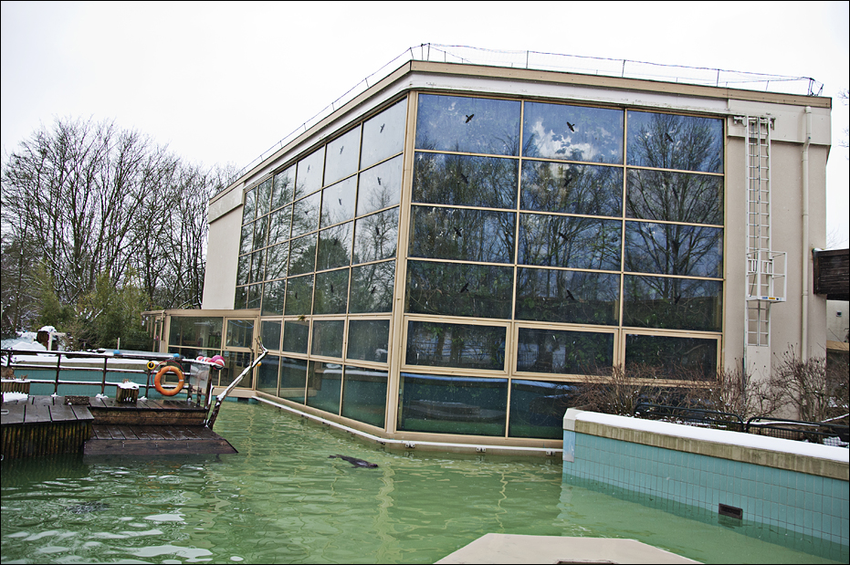 Grey seal pool at Münster