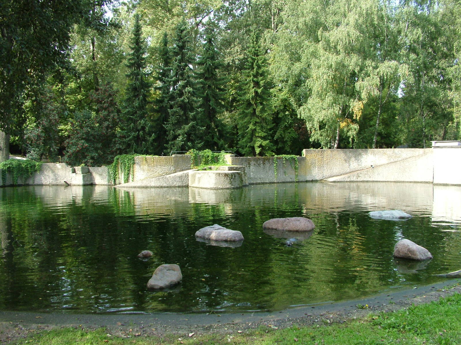 Grey Seal pool at Warsaw Zoo Sept 2008