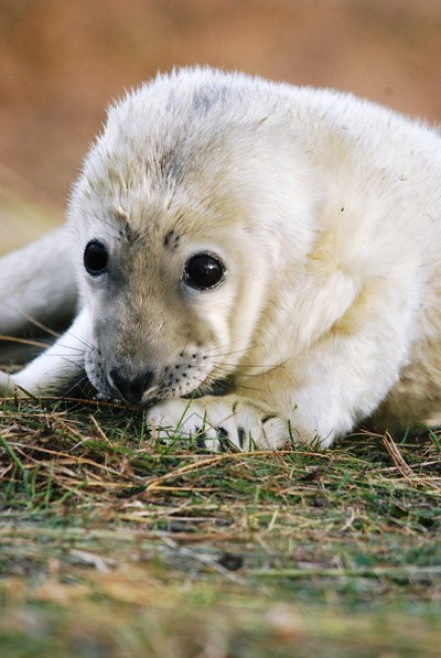 Grey seal pup, Cuteness itself !!