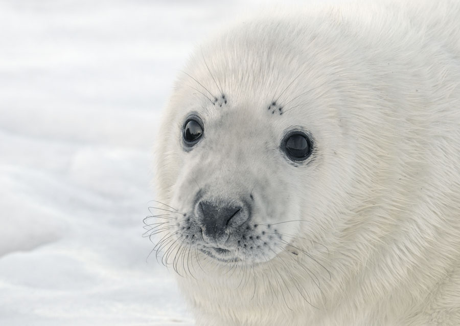 Grey seal pup on snow