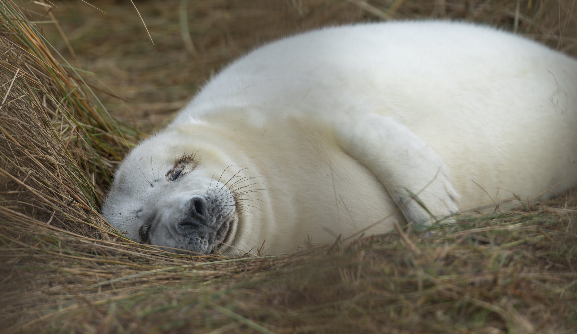 Grey seal pup, wild, UK