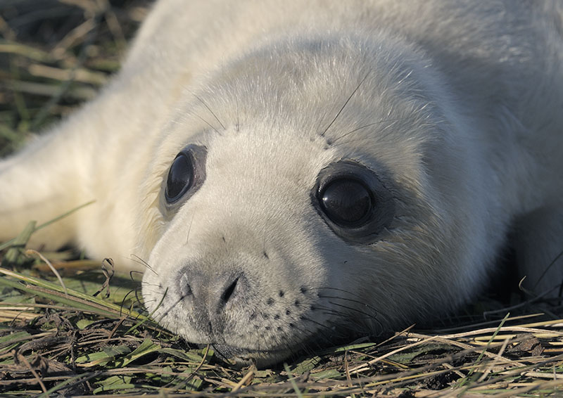 Grey seal pup