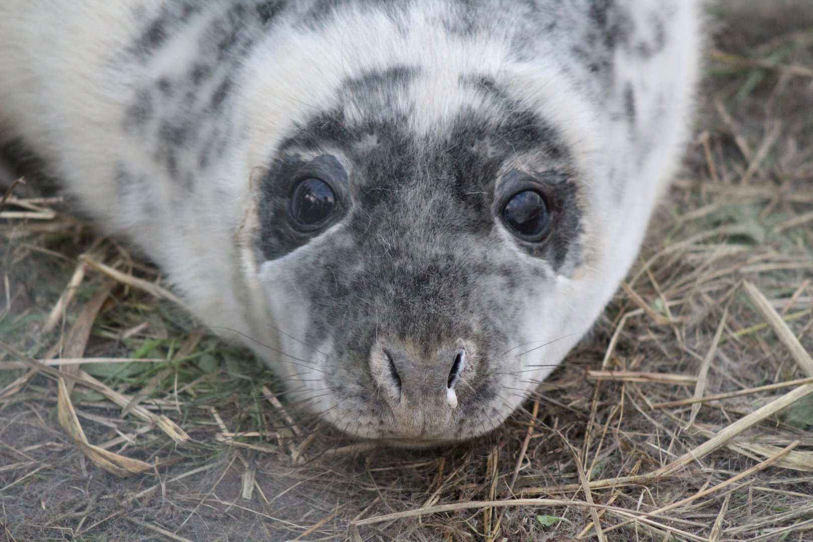 Grey Seal Pup