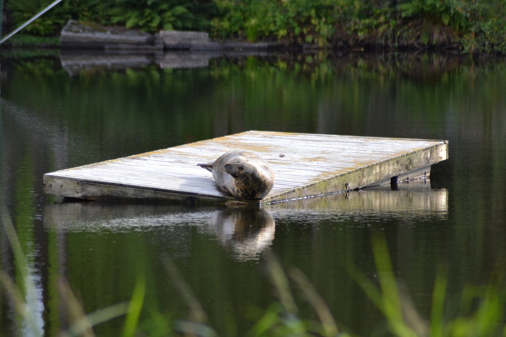 Grey seal resting in the middle of the seal-lake