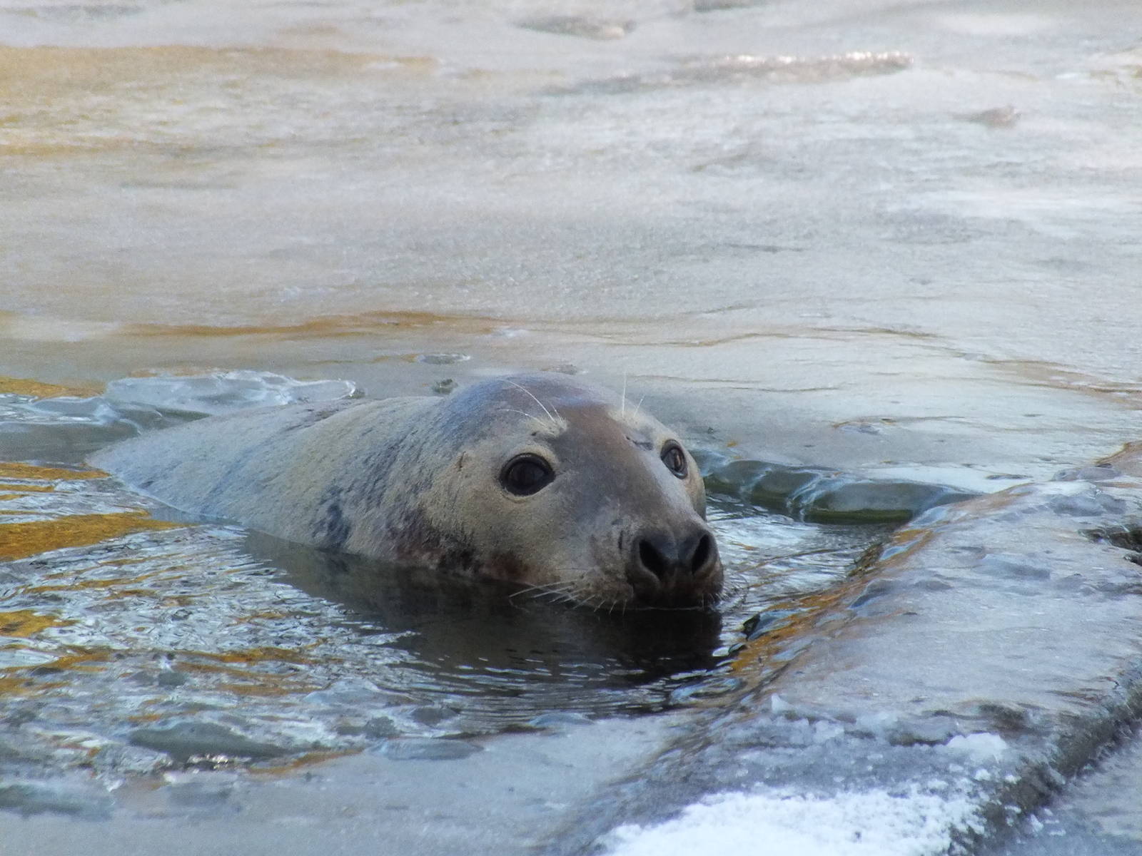 Grey Seal Surfacing Through Iced-over Lake