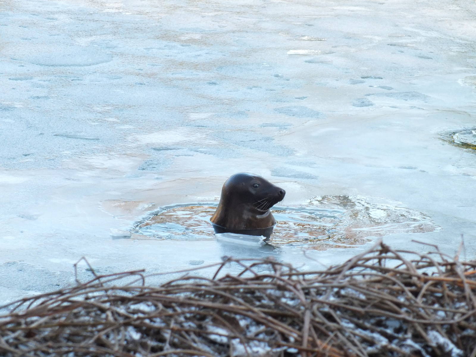 Grey Seal Surfacing Through Iced-over Lake