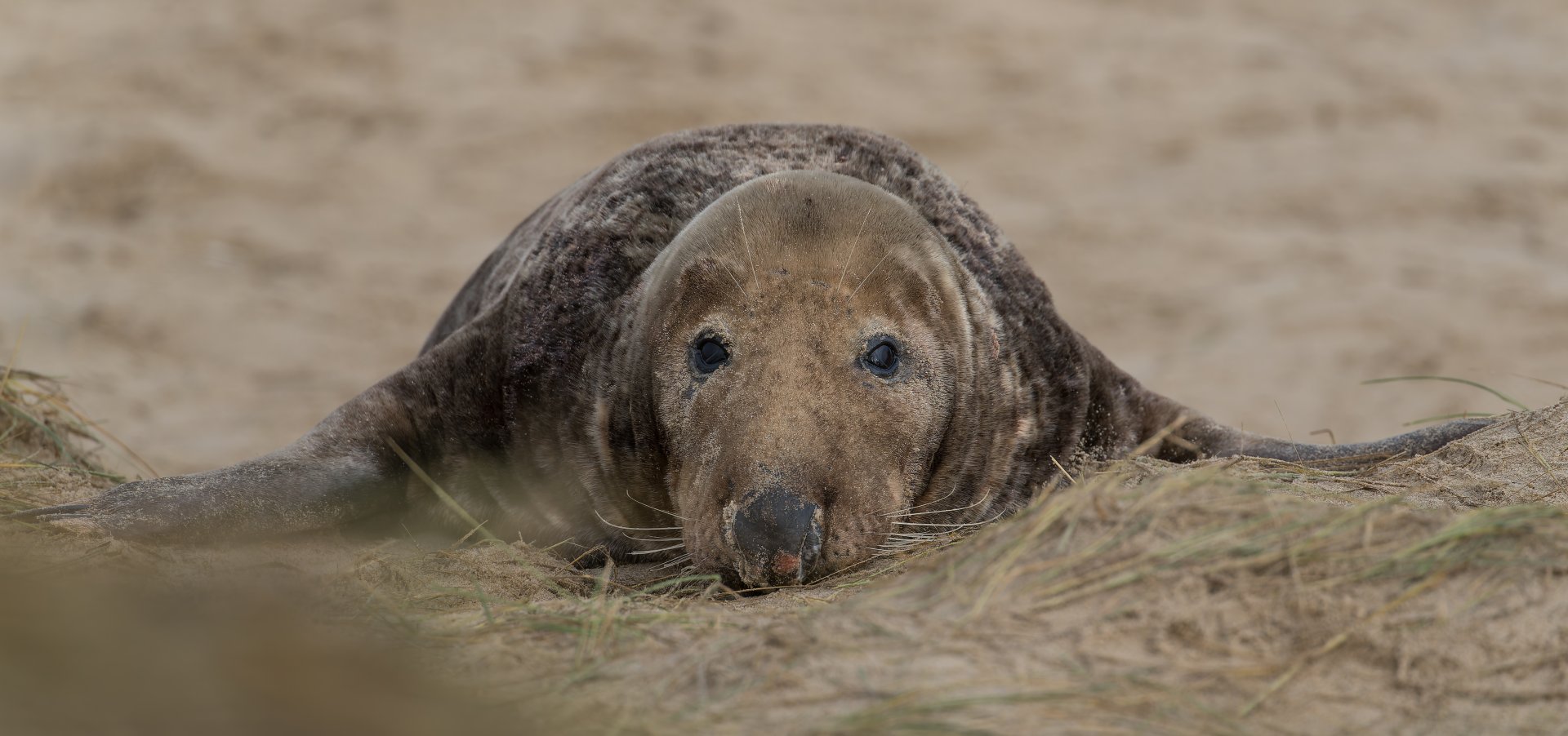 Grey seal, wild, UK