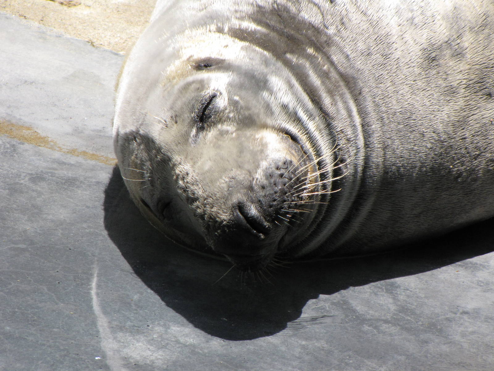 Grey Seal