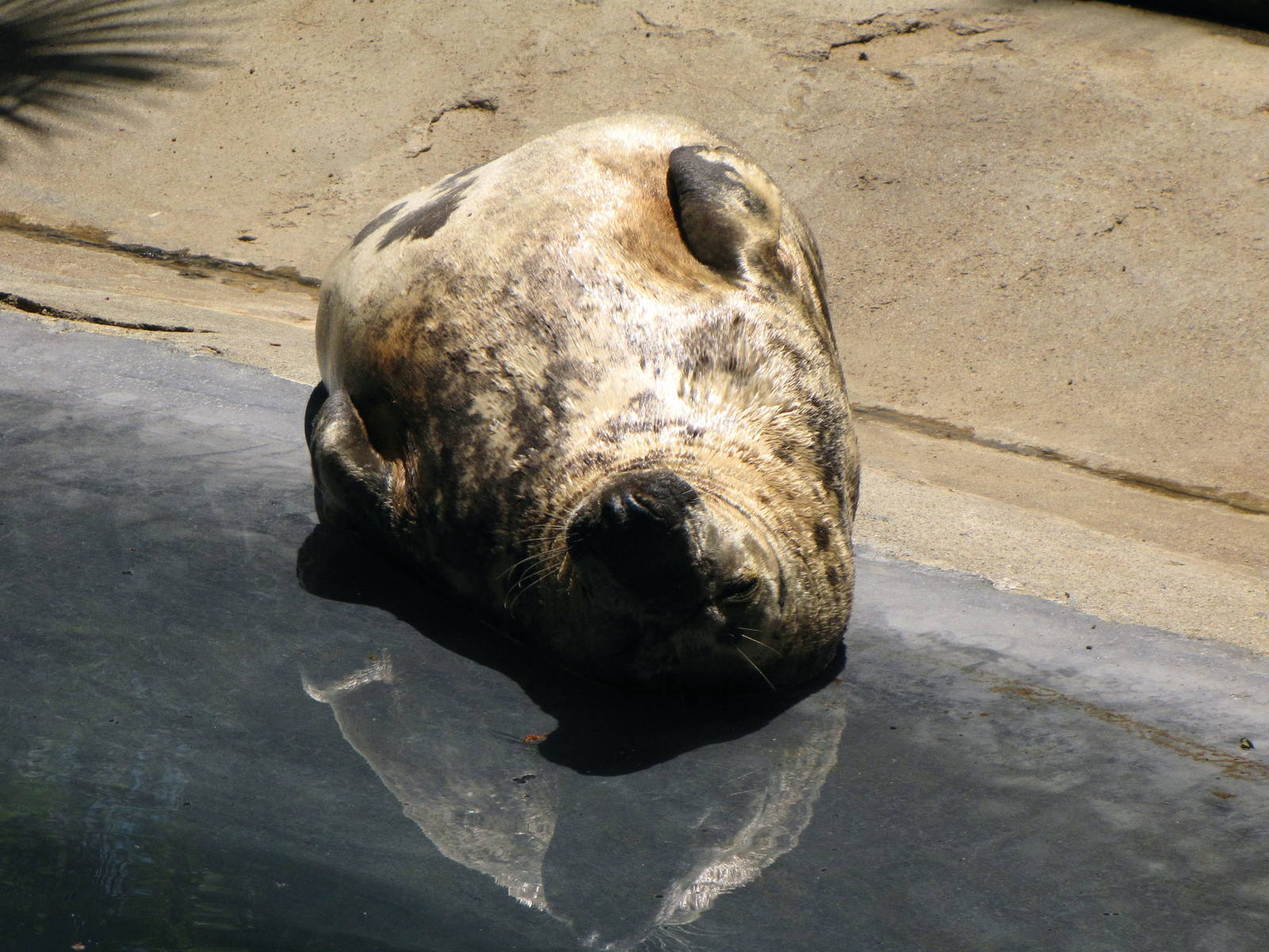 Grey Seal