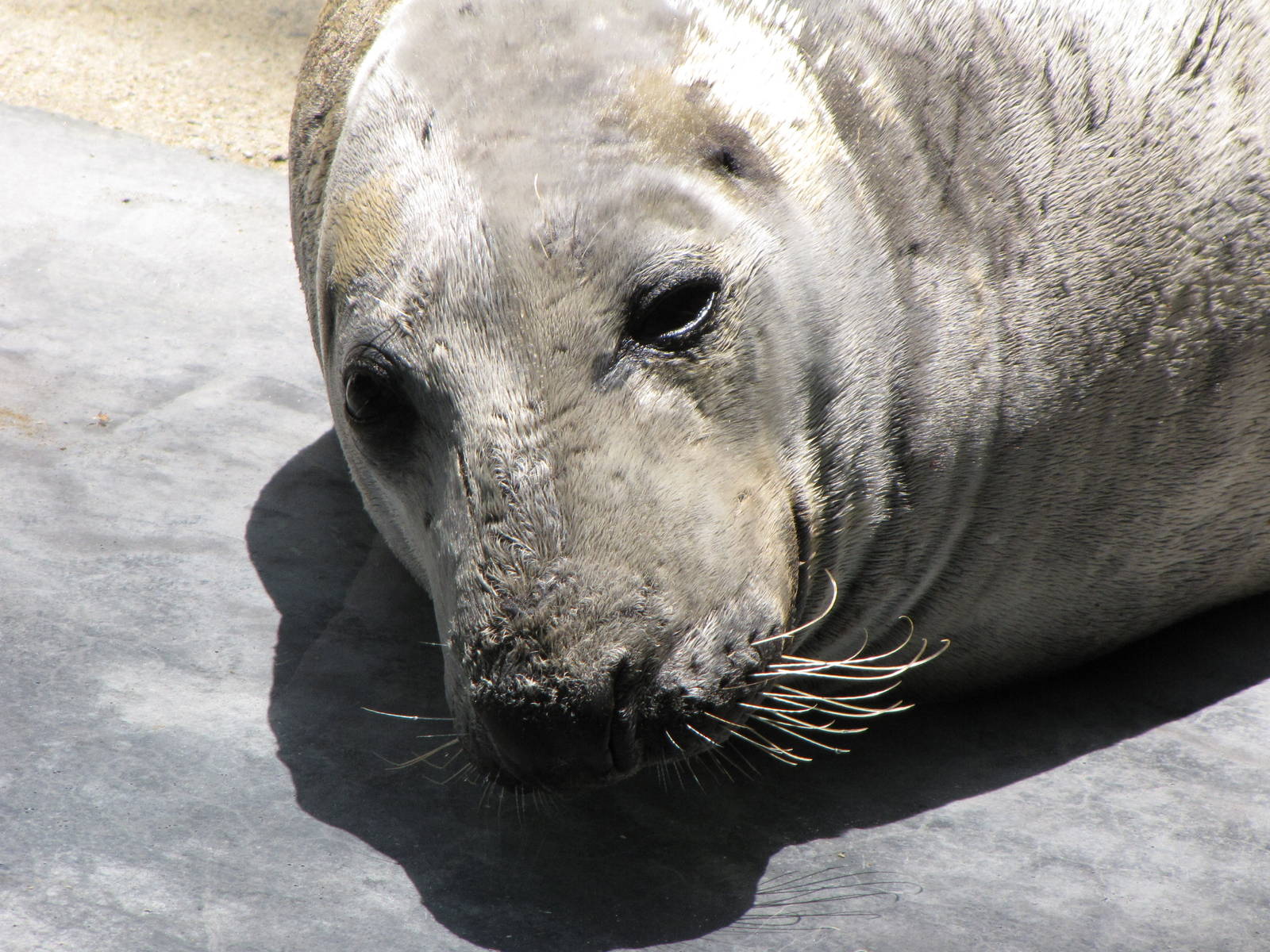 Grey Seal