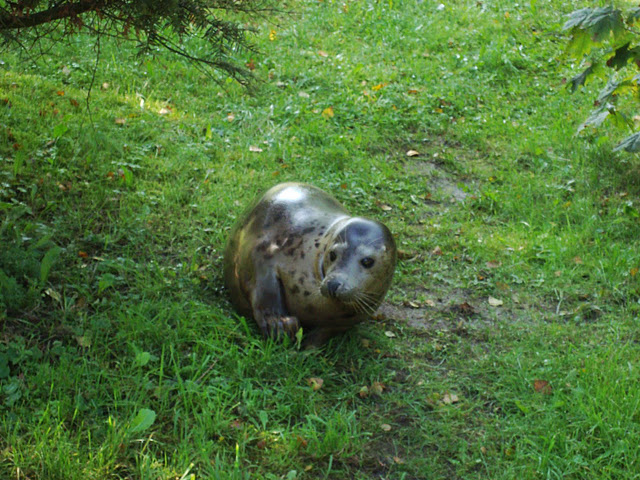 Grey seal