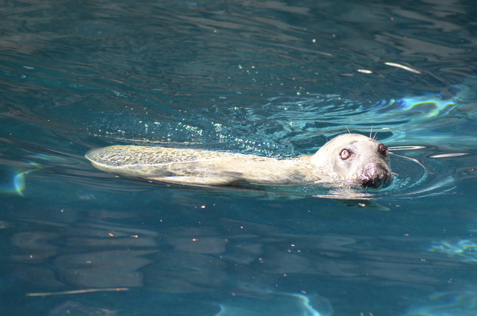 Grey Seal