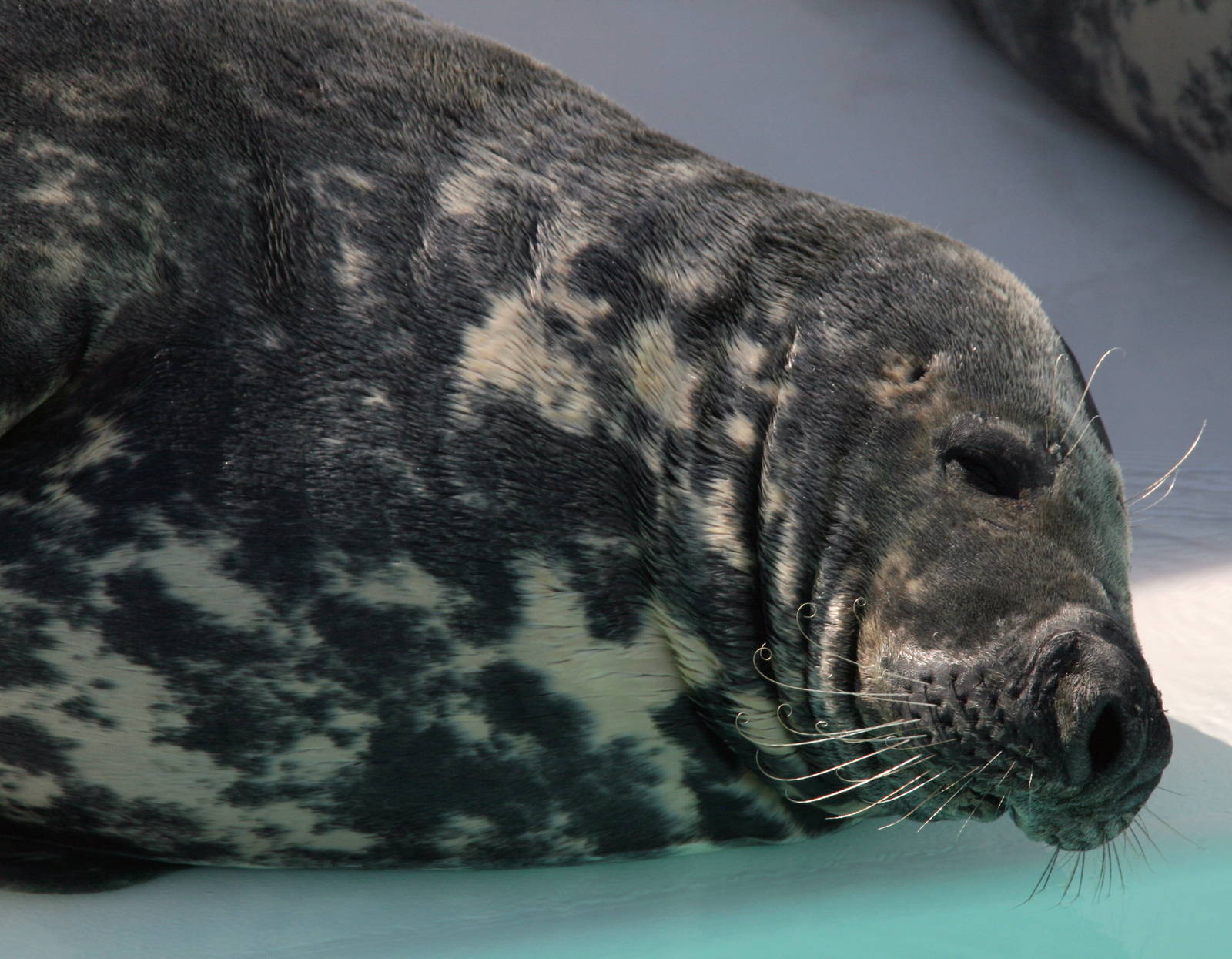Grey seal