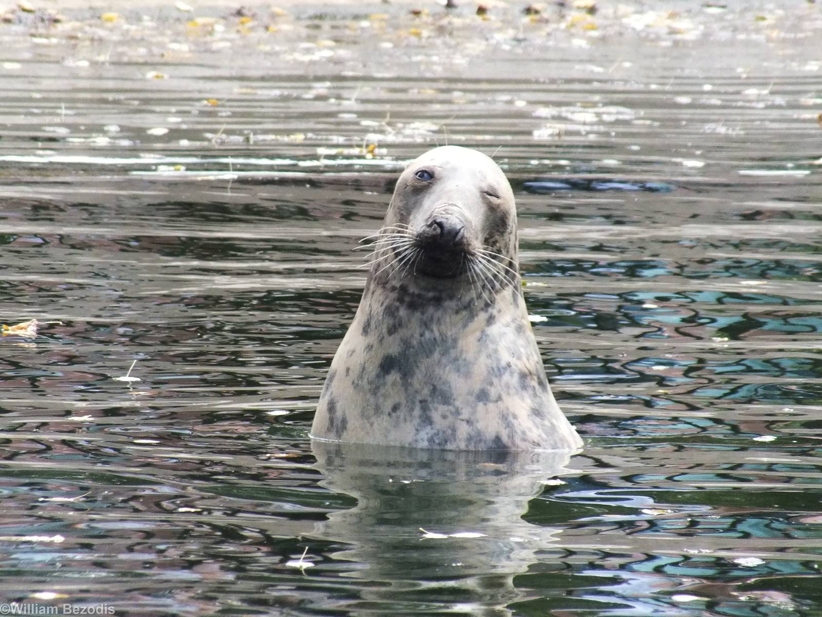 Grey Seal