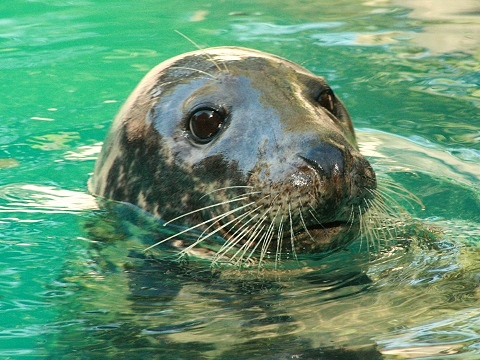 Grey Seal