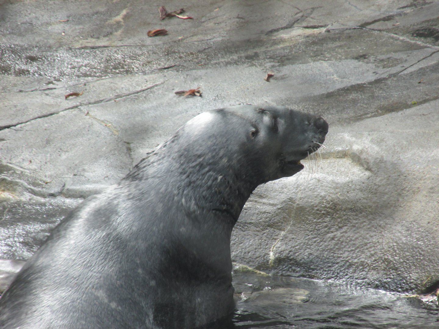 grey seal
