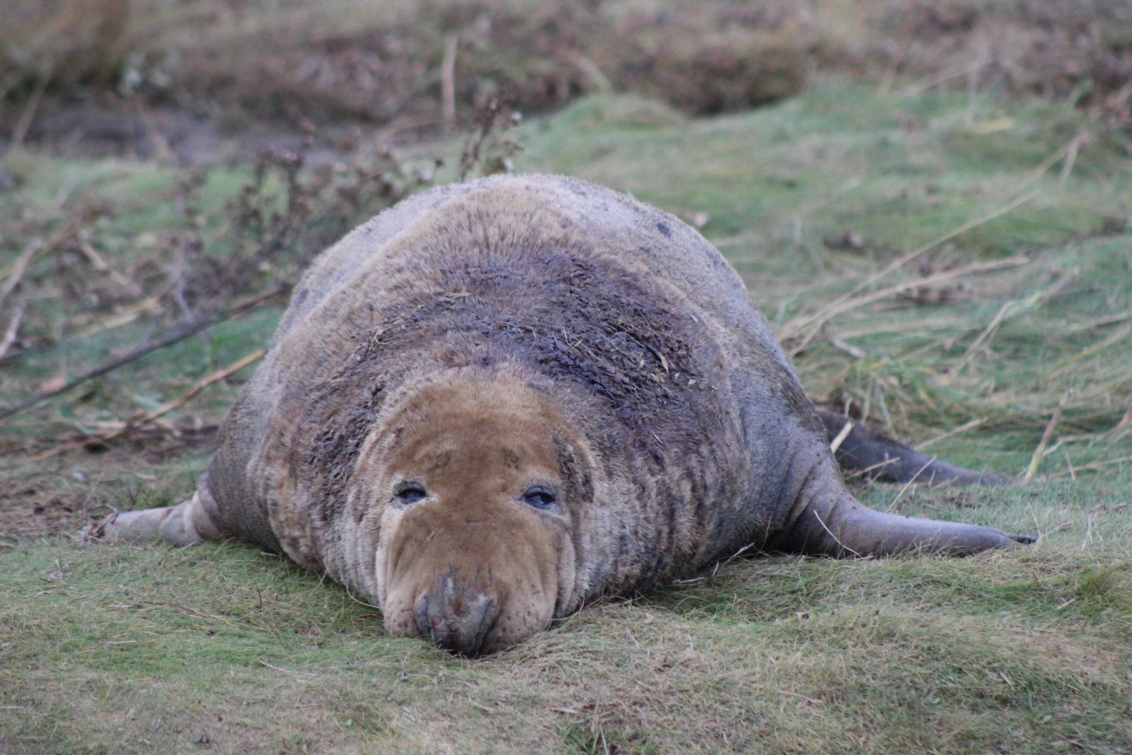 Grey Seal