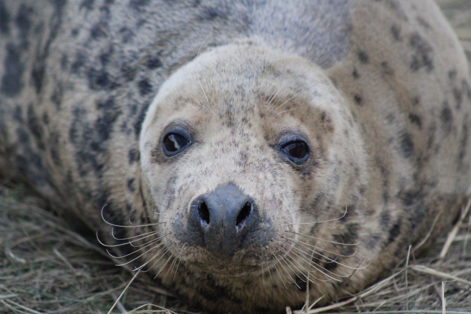 Grey Seal