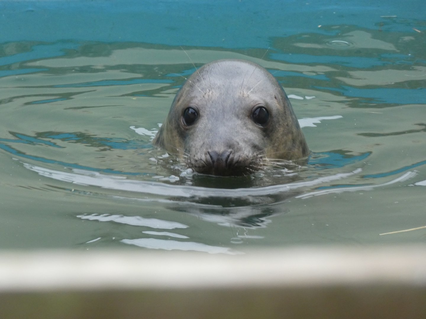 Grey Seal