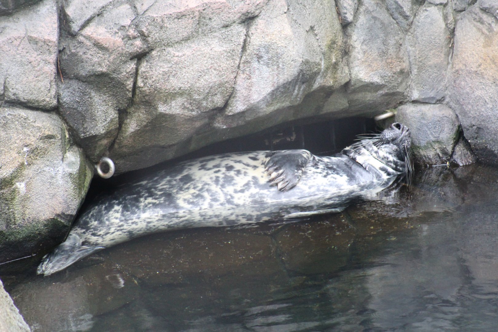 Grey Seal