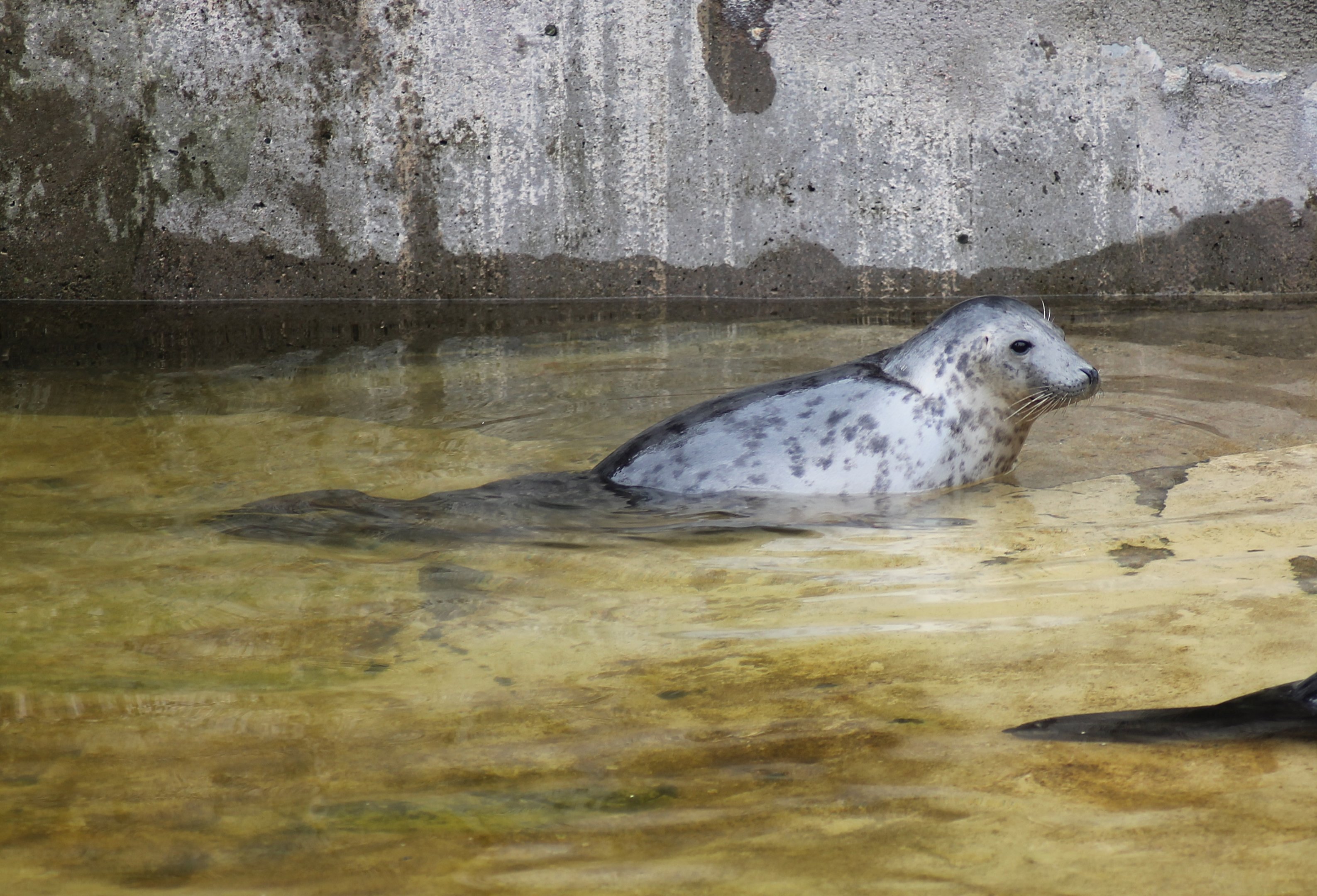 Grey seal