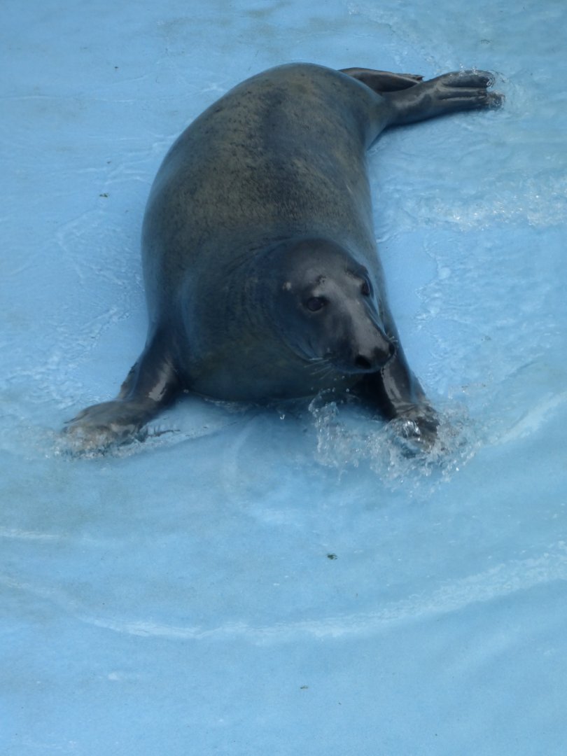 Grey seal