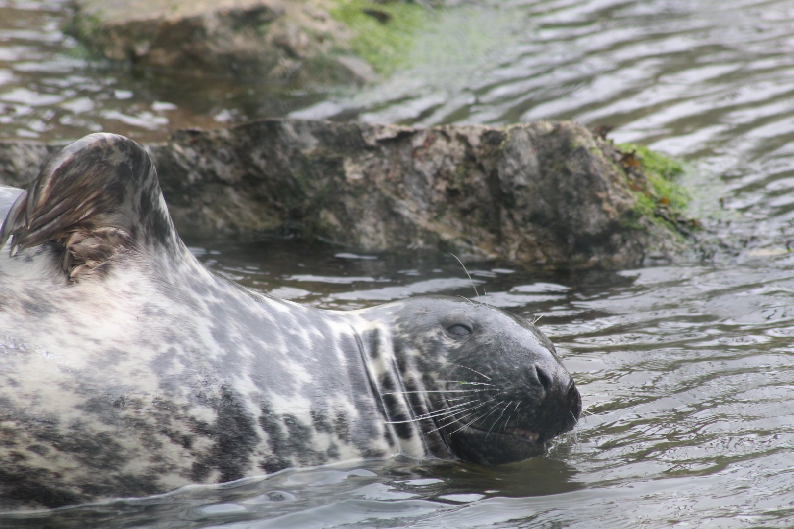 Grey seal