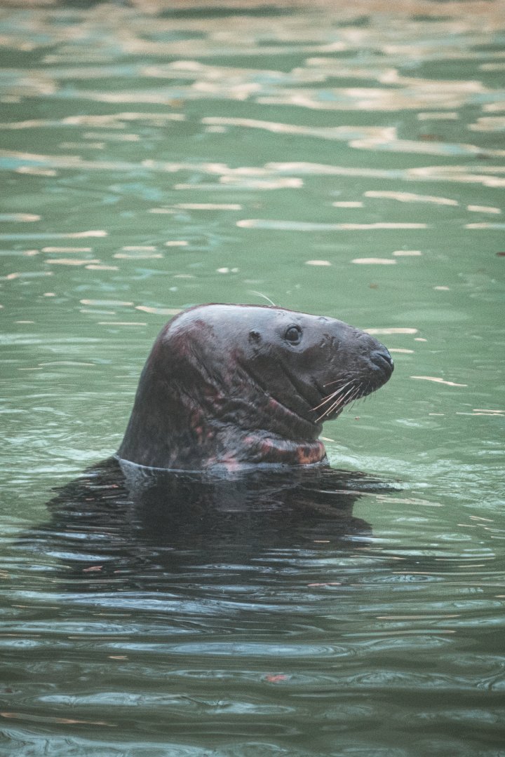 Grey seal