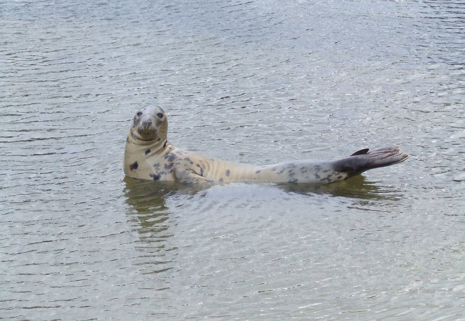Grey Seal