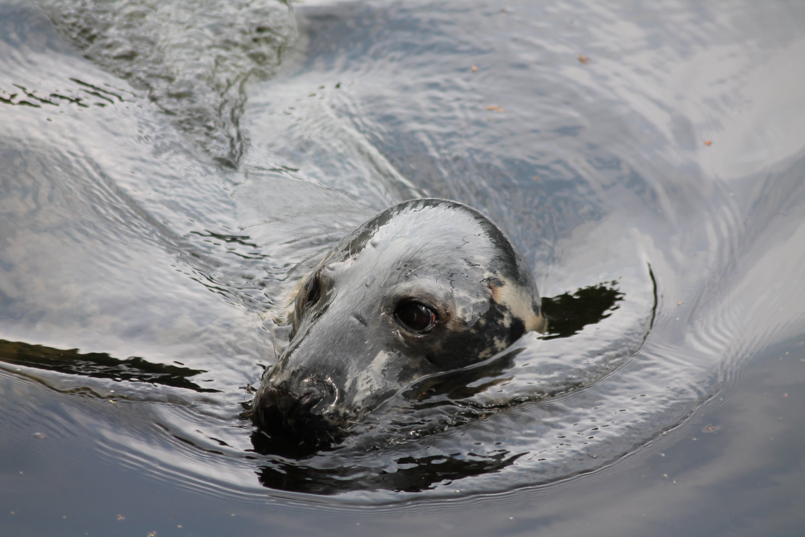 Grey Seal